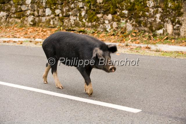 france corse 22.JPG - Porc corse sur une route du Parc régional de Corse